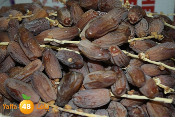 zhra2 tamer 705 (22).JPG